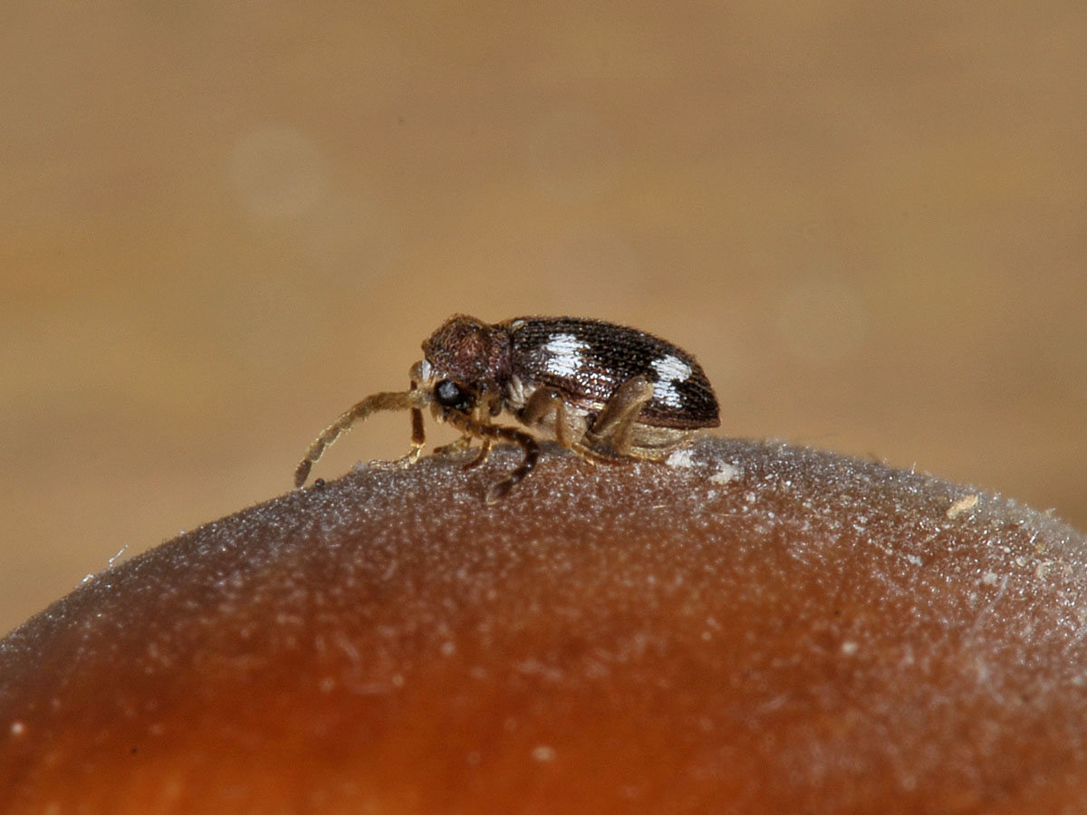 alla lampada: Anobiidae Ptininae: Ptinus cfr. sexpunctatus